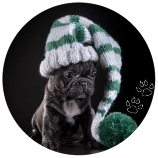 🐶 7d736e19 chien, chiot, animal, chapeau, mignon, bouledogue français, animal de compagnie whatsapp sticker