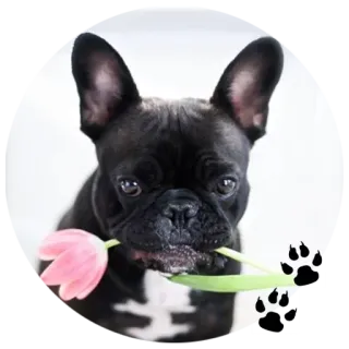 🐶 8151a639 chien, bouledogue français, chiot, fleur, animal, mignon, animal de compagnie whatsapp sticker