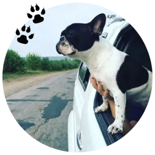 🐶 9b55af14 chien, bouledogue français, animal de compagnie, animal, voiture, road trip whatsapp sticker