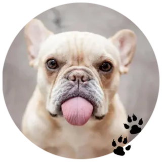 🐶 c5beece9 chien, bouledogue français, animal, animal de compagnie, mignon, empreintes de pattes whatsapp sticker