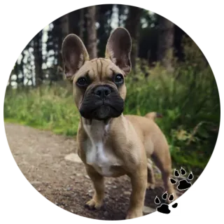 🐶 cd940881 chien, animal, chiot, bouledogue français, animal de compagnie whatsapp sticker