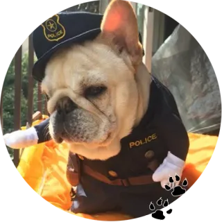 🐶 f26010d1 chien, police, animal, déguisement, animal de compagnie whatsapp sticker