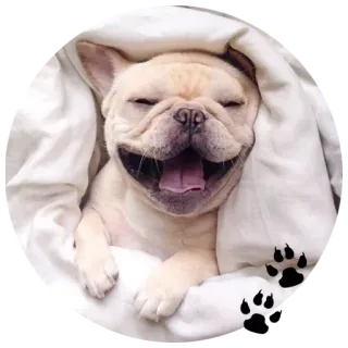 🐶 f777c6ea chien, chiot, bouledogue français, animal, mignon, endormi, couverture whatsapp sticker