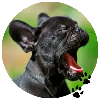 🐶 ff96ddd0 chien, chiot, bouledogue français, animal, animal de compagnie whatsapp sticker