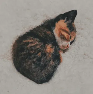 🐱 3979826c cat, kitten, sleeping, animal, pet, cute, domestic telegram sticker