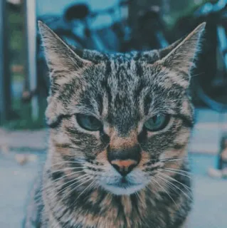 🐱 4ed720d4 cat, animal, domestic cat, pet, feline telegram sticker