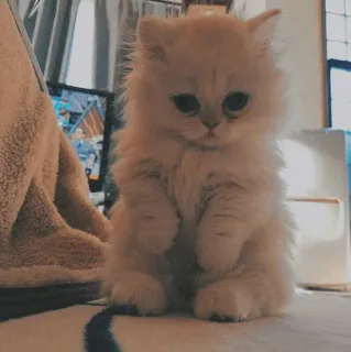 🐱 523e0a42 kitten, cat, cute, pet, animal, fluffy, domestic telegram sticker