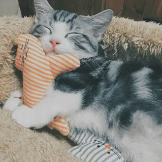 🐱 9a3dce04 cat, kitten, sleeping, cute, animal, pet, toy, striped telegram sticker