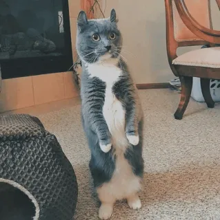 🐱 a72bd128 cat, standing, pet, animal, grey, white, cute, domestic telegram sticker