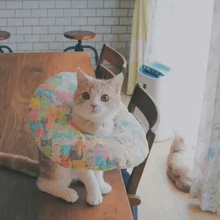 🐱 a75d88b2 cat, cone, pet, animal, domestic, cute telegram sticker