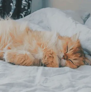 🐱 b3b48aba cat, sleeping, ginger cat, pet, bed, animal telegram sticker