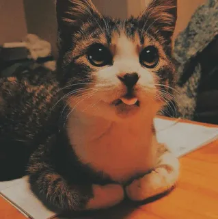 🐱 b52fd6d3 cat, pet, animal, kitten, cute, tongue, domestic cat telegram sticker