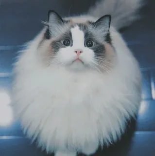 Cute Imel🐱 telegram stickers