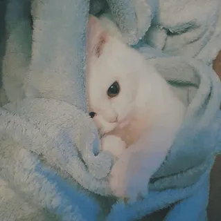 🐱 d12bb8d0 cat, kitten, pet, animal, white cat, cute, blanket telegram sticker