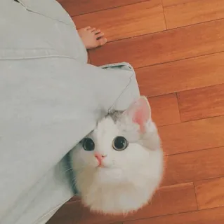 🐱 dc192e73 cat, kitten, cute, pet, animal, white cat telegram sticker