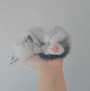 🐱 ddc7b4b2 kitten, cat, pet, animal, cute, hand, sleeping telegram sticker