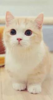 😊 0fa36053 猫, 子猫, 可愛い, ペット, 動物, 飼い猫, ネコ科 telegram sticker