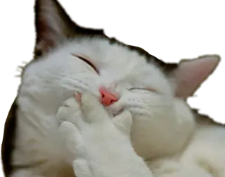 😊 2a8ee0be 猫, 動物, 可愛い, 面白い, ペット, 子猫, ミーム telegram sticker