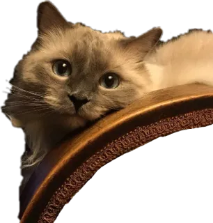 Cat @ark_of_the_covenant telegram stickers