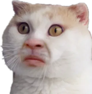 😐 83c278e0 猫, 面白い, ミーム, 動物, ペット, 表情 telegram sticker