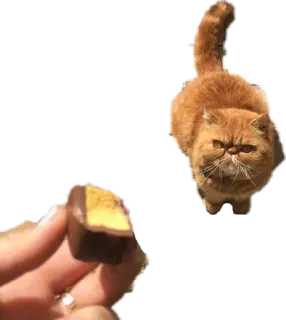 😐 8d448e64 猫, 食べ物, キャンディ, チョコレート, 動物, ペット telegram sticker