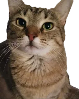 🙂 e15ff7ac 猫, 動物, ペット, 家畜, 飼い猫, 哺乳類 telegram sticker