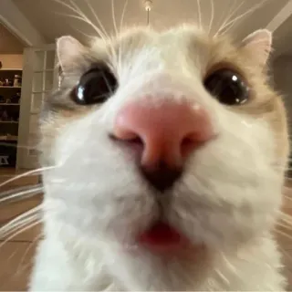 🥺 0659758f кот, крупный план, животное, питомец, смешной, милый telegram sticker