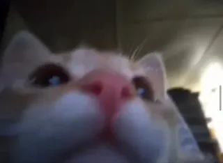 🥺 49b4b6d0 кот, животное, домашнее животное, крупный план, домашнее животное, кошачий telegram sticker