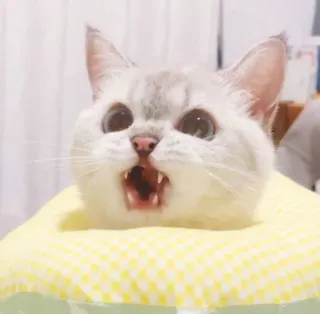 😡 81833776 кот, котенок, животное, милый, домашнее животное telegram sticker