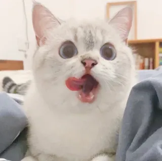 🥺 84cf18db кот, милый, домашнее животное, животное, лижет, глаза, белый кот telegram sticker