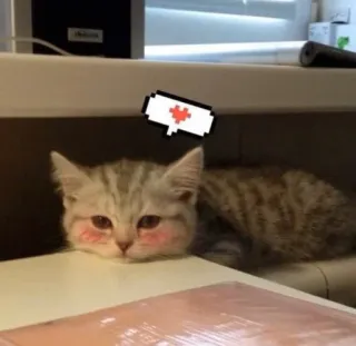 🥺 8691b6ff кот, котёнок, милый, животное, питомец, каваий telegram sticker