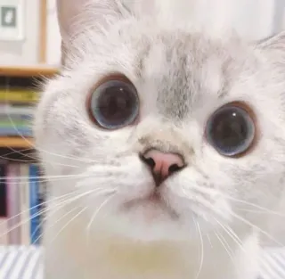🥺 9f67caeb кот, животное, питомец, котенок, белый кот, милый telegram sticker