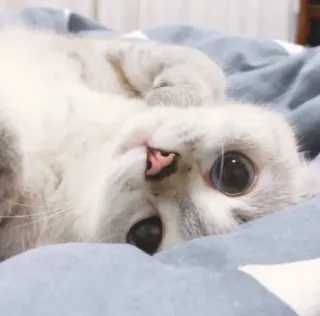 🥺 b1133c28 кот, котенок, милый, домашнее животное, животное telegram sticker