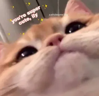 🥰 e9d85adb you're super cute, ily кот, милый, добрый, питомец, животные telegram sticker
