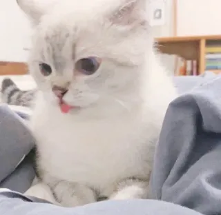 🥺 eb941441 кот, домашнее животное, животное, милый, котенок, домашнее животное, кошачий telegram sticker