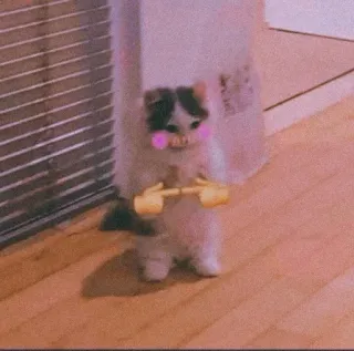 ❤ 2260f2b4 kucing, anak kucing, imut, binatang, lucu, meme, tangan, gestur telegram sticker