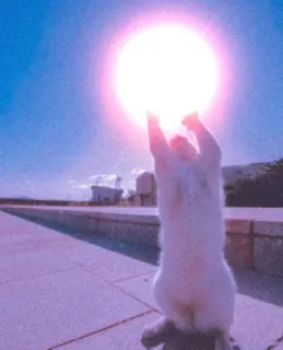 ❤ 37a6cfeb kucing, matahari, hewan, hewan peliharaan, lucu telegram sticker