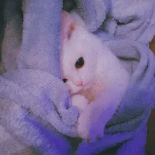 ❤ c1f59dea kucing, imut, hewan, hewan peliharaan, putih, anak kucing, lembut, selimut telegram sticker