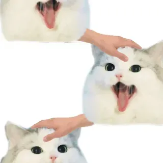 ❤ d6cd9f70 kucing, kucing, hewan peliharaan, hewan peliharaan, meme, binatang, binatang telegram sticker