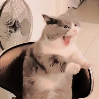 ❤ de5a6eb3 kucing, hewan, marah, menguap, meme, lucu telegram sticker