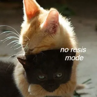 😋 172c509e no resis mode 猫, 小猫, 动物, 可爱, 梗, 搞笑 telegram sticker