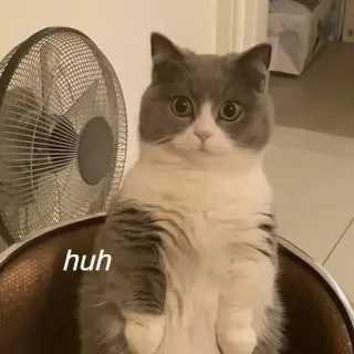 🙃 594fd077 huh 猫, 可爱, 蛤？, 搞笑, 宠物, 动物 telegram sticker