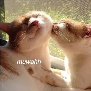 😘 855be509 muwahh 猫, 亲吻, 爱, 动物, 可爱, 深情, 亲吻 telegram sticker