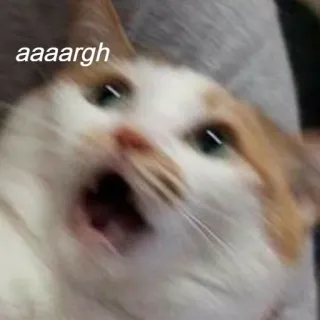 😃 96fd274f aaaaargh 猫, 表情包, 搞笑, 动物, 表情, 震惊, 惊讶 telegram sticker