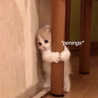 🙃 a2160605 *penings* 猫, 小猫, 可爱, 宠物, 动物, 表情包 telegram sticker