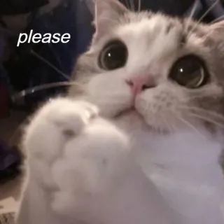 🙏 de163082 please 猫, 恳求, 可爱, 动物, 乞求 telegram sticker
