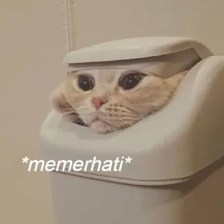 😙 e1ab6344 *memerhati* 猫, 梗, 搞笑, 动物, 可爱, 宠物 telegram sticker