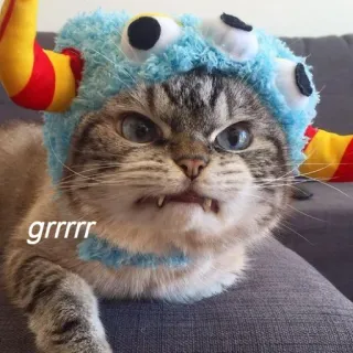 😾 ffcb508a grrrr 猫, 生气, 呜, 宠物, 动物, 可爱, 猫科动物, 帽子 telegram sticker