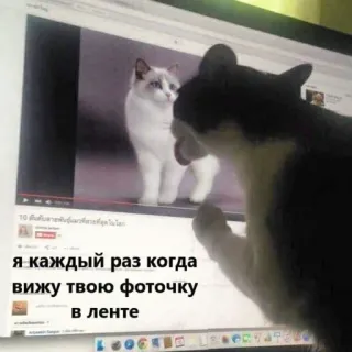👅 0305b09c я каждый раз когда вижу твою фоточку в ленте cat, photo, screen, watching whatsapp sticker