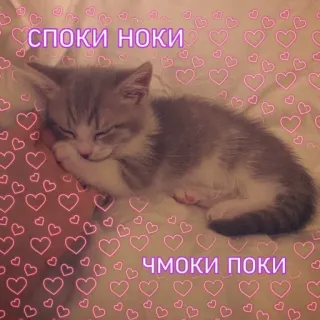 💕 03cf81b7 СПОКИ НОКИ ЧМОКИ ПОКИ cat, kitten, cute, sleeping, hearts whatsapp sticker